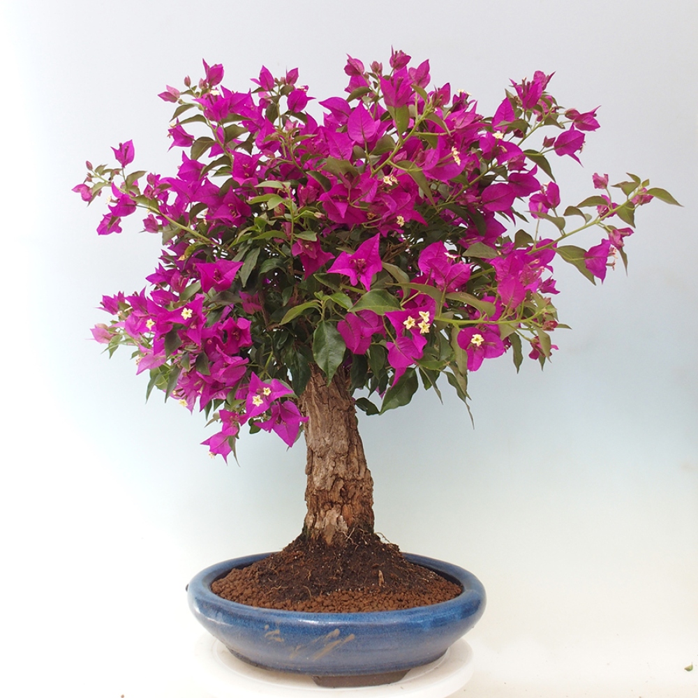 Pokojová bonsai - Bouganwilea