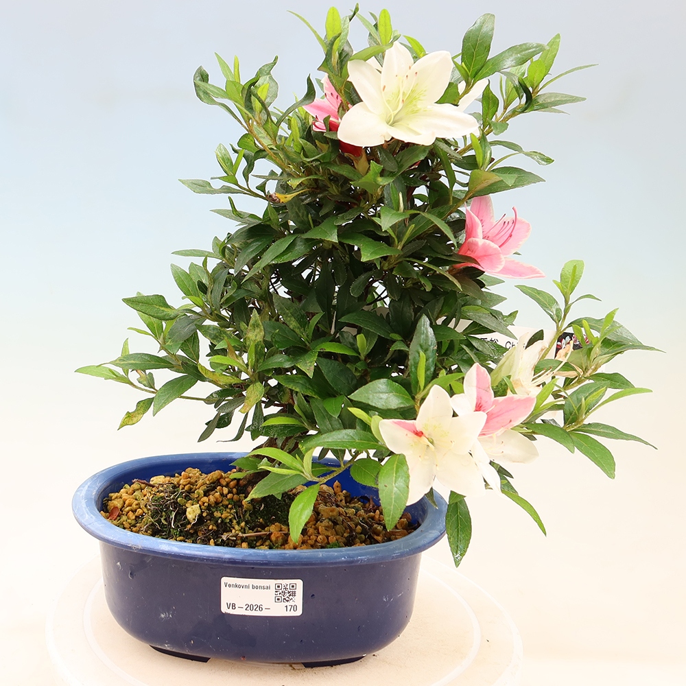 Venkovní bonsai - Japonská azalka - Azalea CHIHIRO