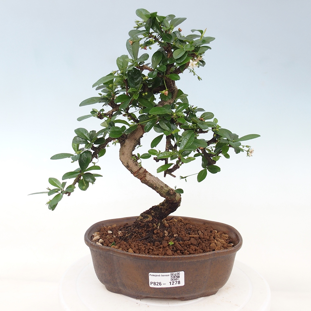 Pokojová bonsai - Carmona macrophylla - Čaj fuki