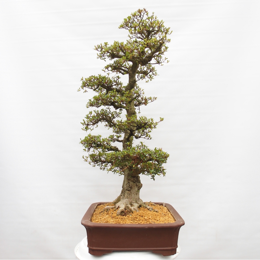 Venkovní bonsai - Japonská azalka - Azalea Tochizumi