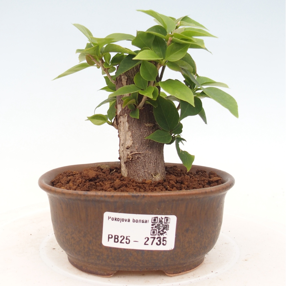 Pokojová bonsai - Bouganwilea