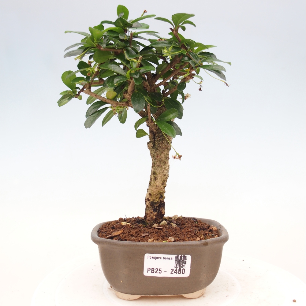 Pokojová bonsai - Carmona macrophylla - Čaj fuki
