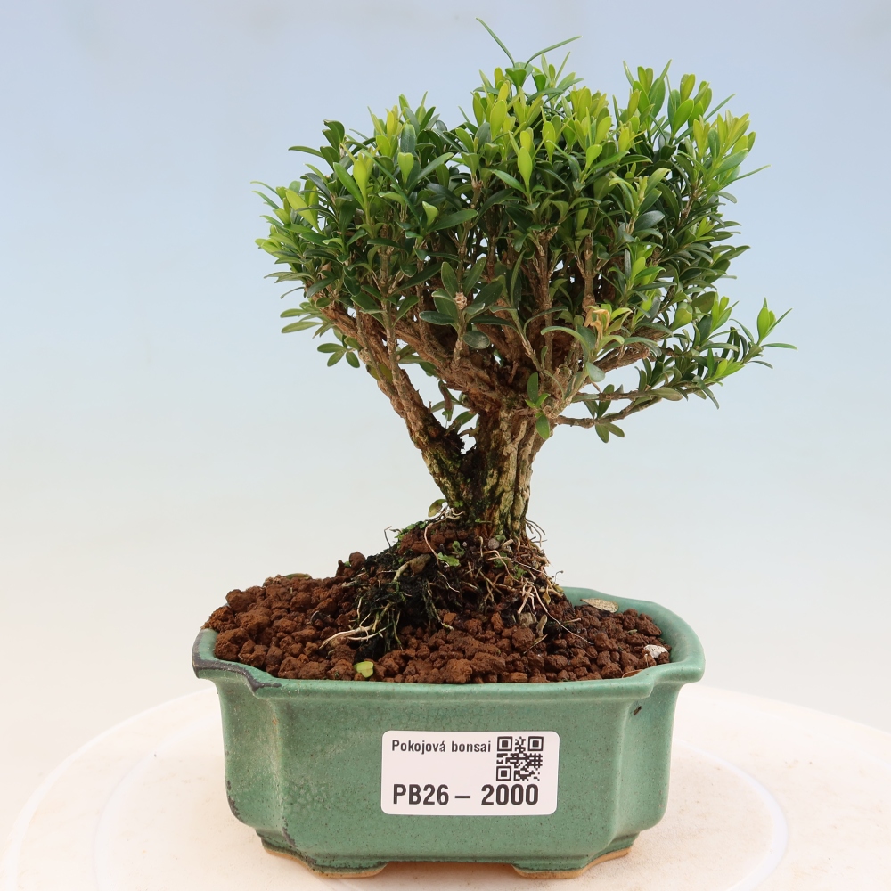 Pokojová bonsai - Buxus harlandii -korkový buxus