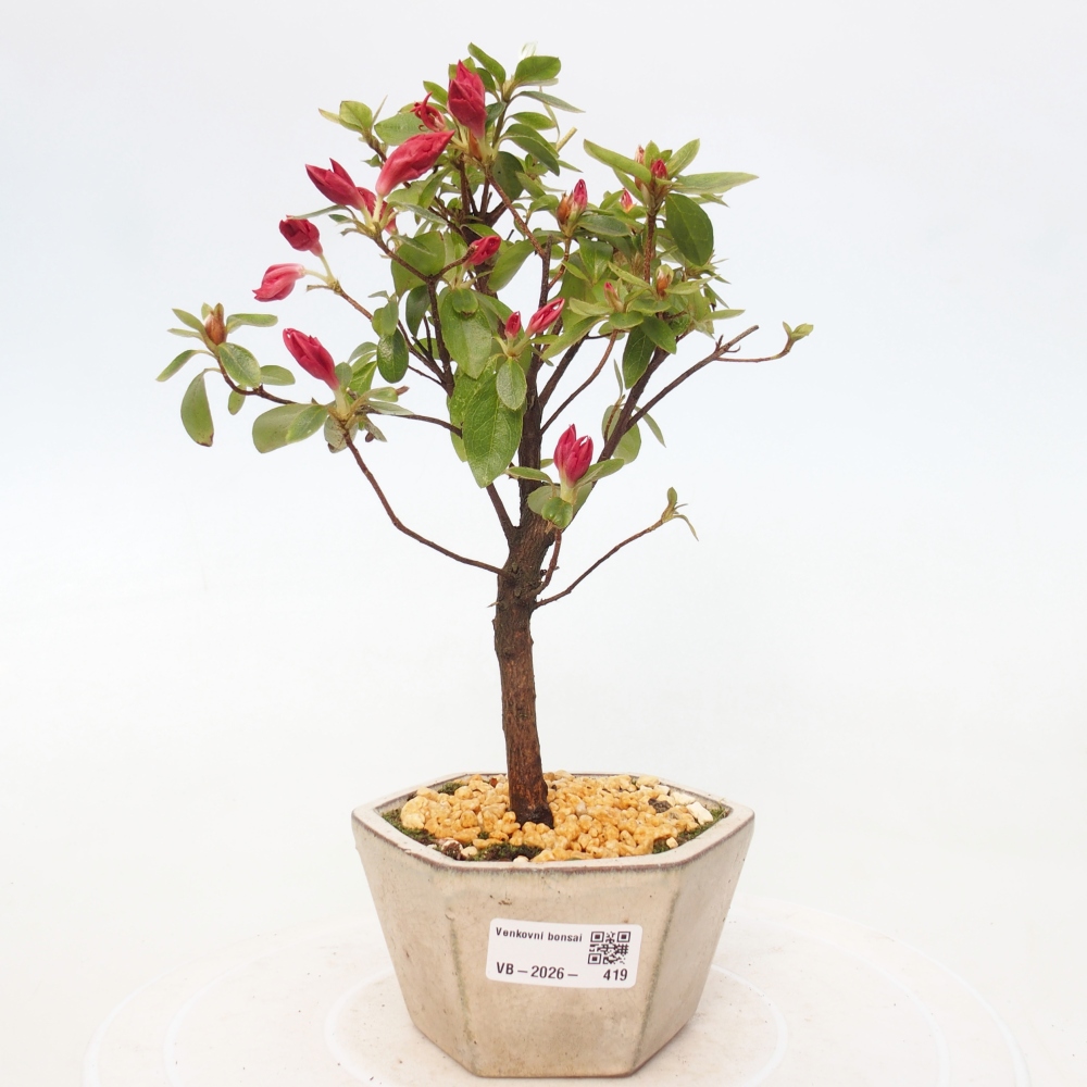 Venkovní bonsai - Japonská azalka - Azalea sp.