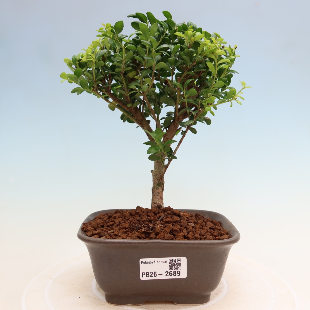 Pokojová bonsai - Ilex crenata - Cesmína