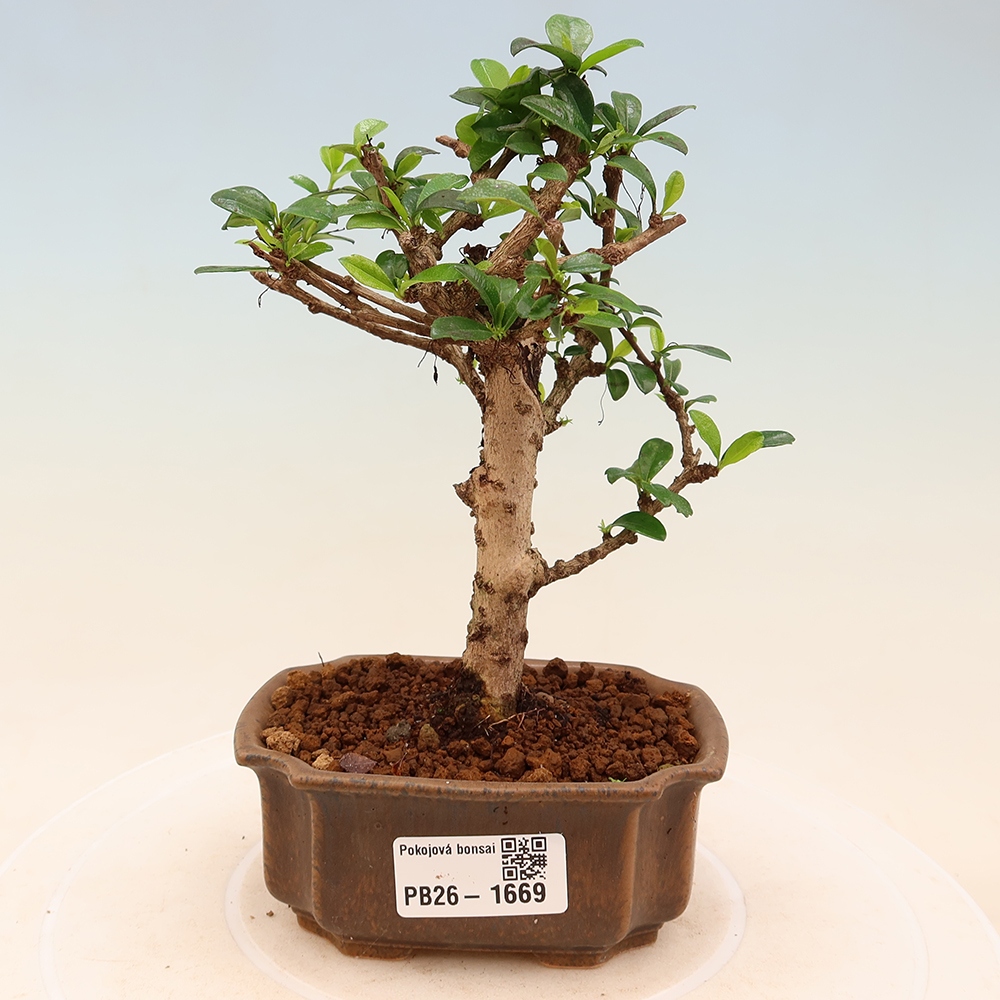 Pokojová bonsai - Carmona macrophylla - Čaj fuki