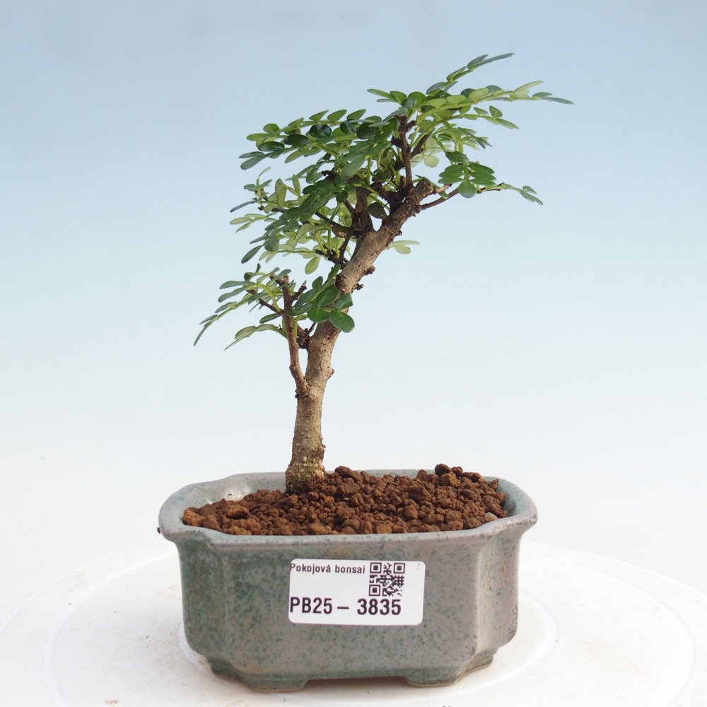 Pokojová bonsai - Zantoxylum piperitum - Pepřovník PB220935