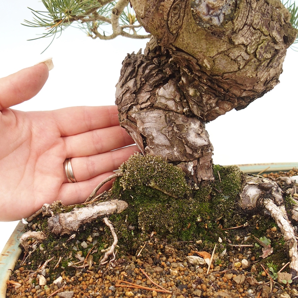 Venkovní bonsai - Pinus parviflora - Borovice drobnokvětá