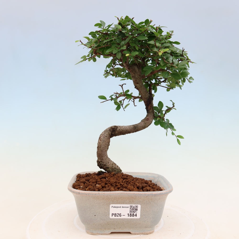 Pokojová bonsai - Ulmus parvifolia - Malolistý jilm