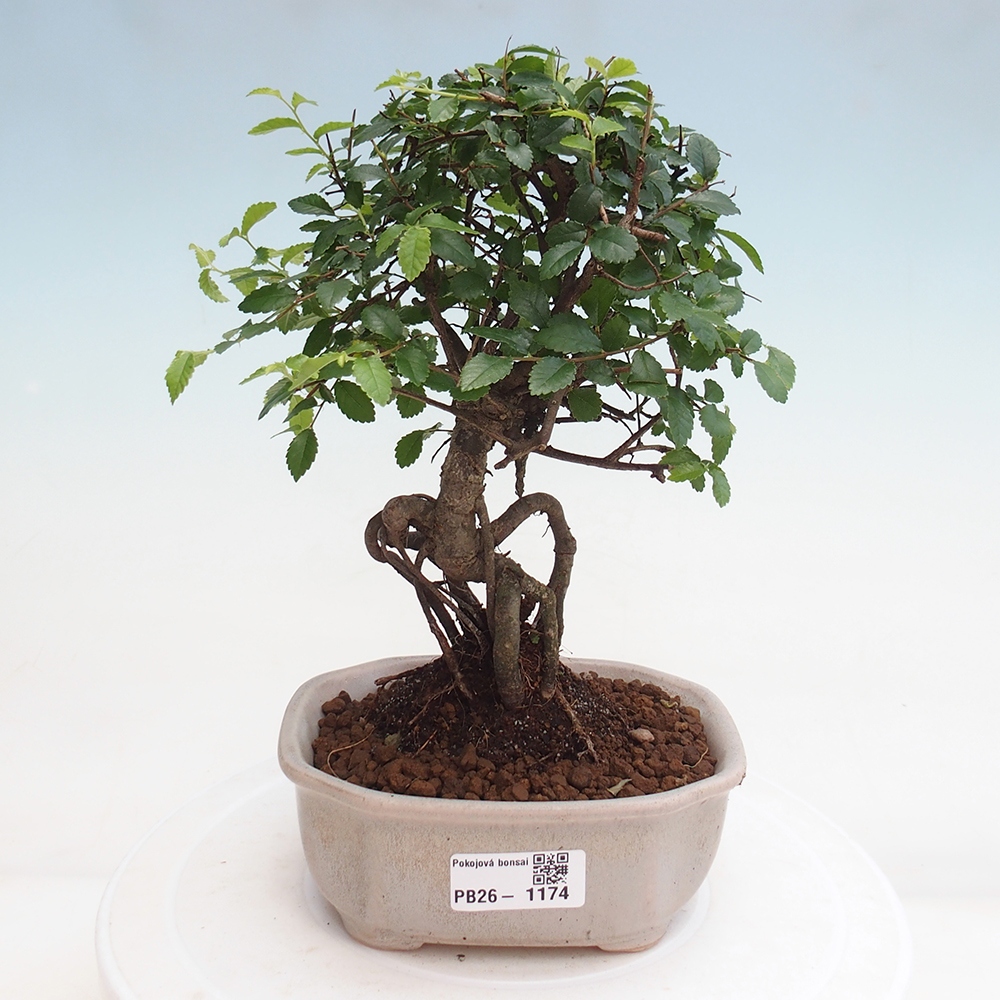 Pokojová bonsai - Ulmus parvifolia - Malolistý jilm