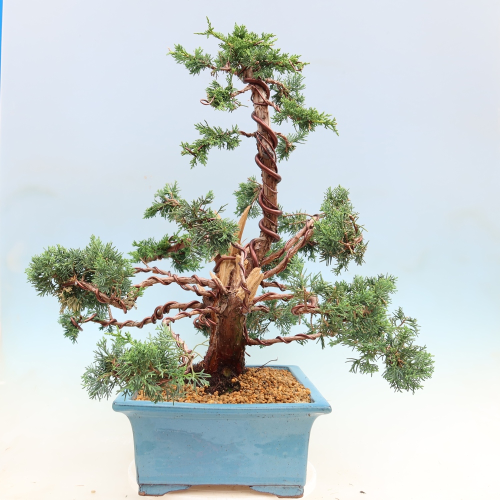 Venkovní bonsai - Juniperus chinensis Kishu -Jalovec čínský