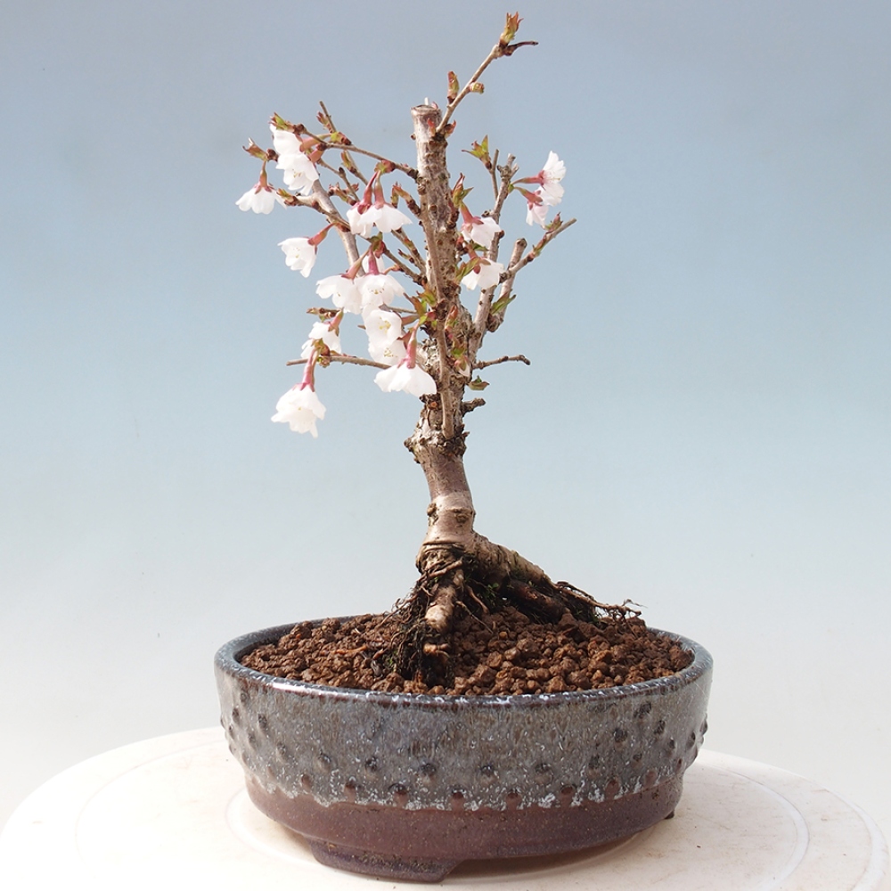 Venkovní bonsai - Prunus incisa Kojou-no mai-Slivoň vyříznutá