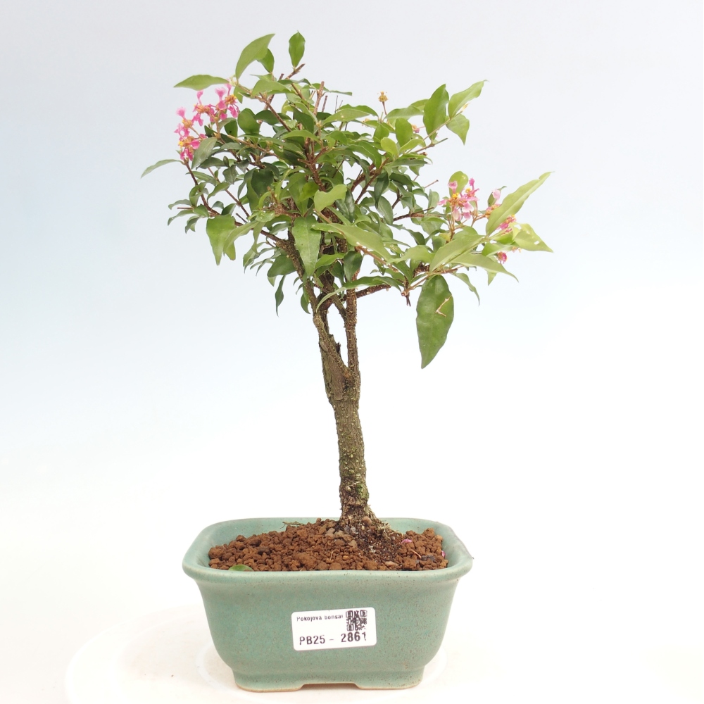 Pokojová bonsai - Malpighia coccigera- Barbdorská třešeň