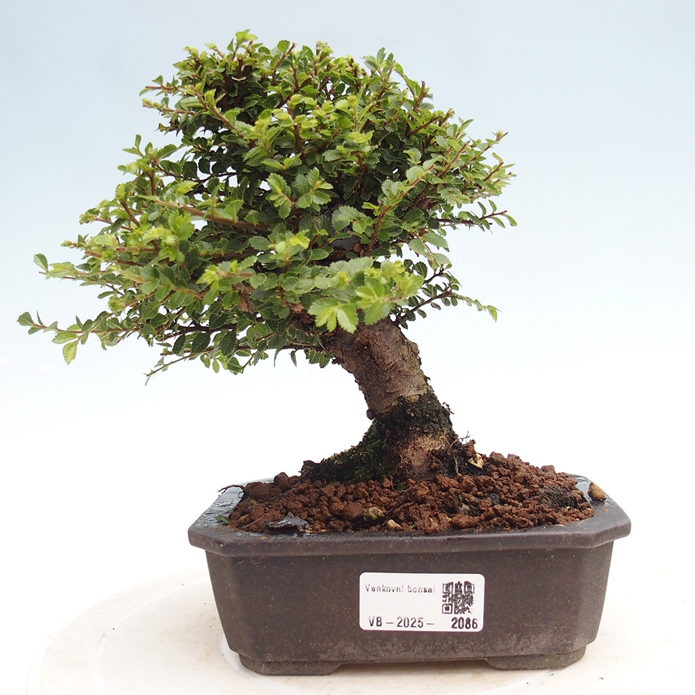 Venkovní bonsai - Ulmus parvifolia Hokkaido - jilm Čínský