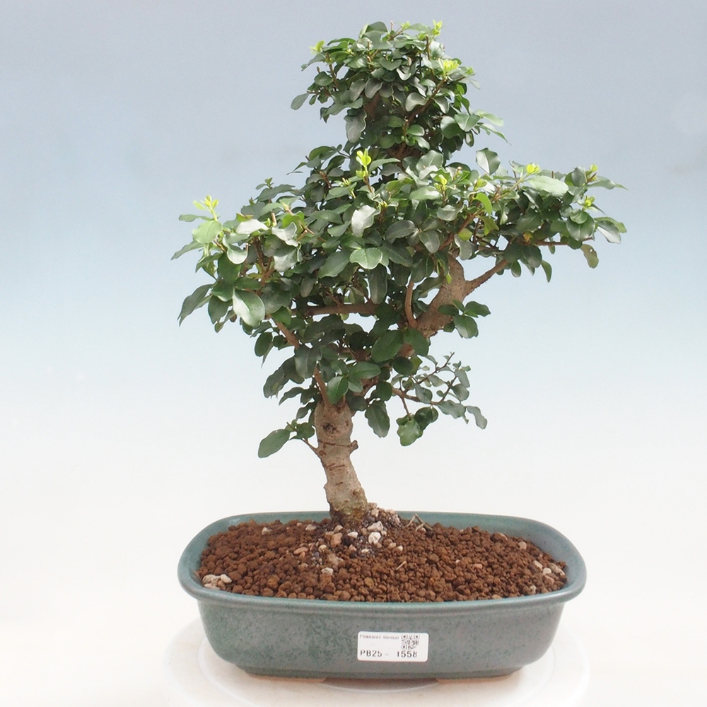 Pokojová bonsai -Ligustrum chinensis - Ptačí zob
