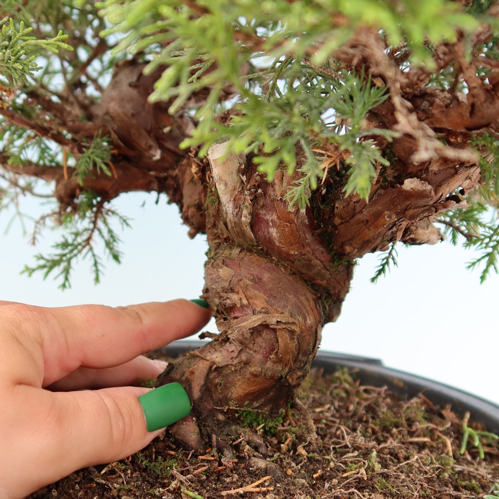 Venkovní bonsai - Juniperus chinensis Itoigawa-Jalovec čínský