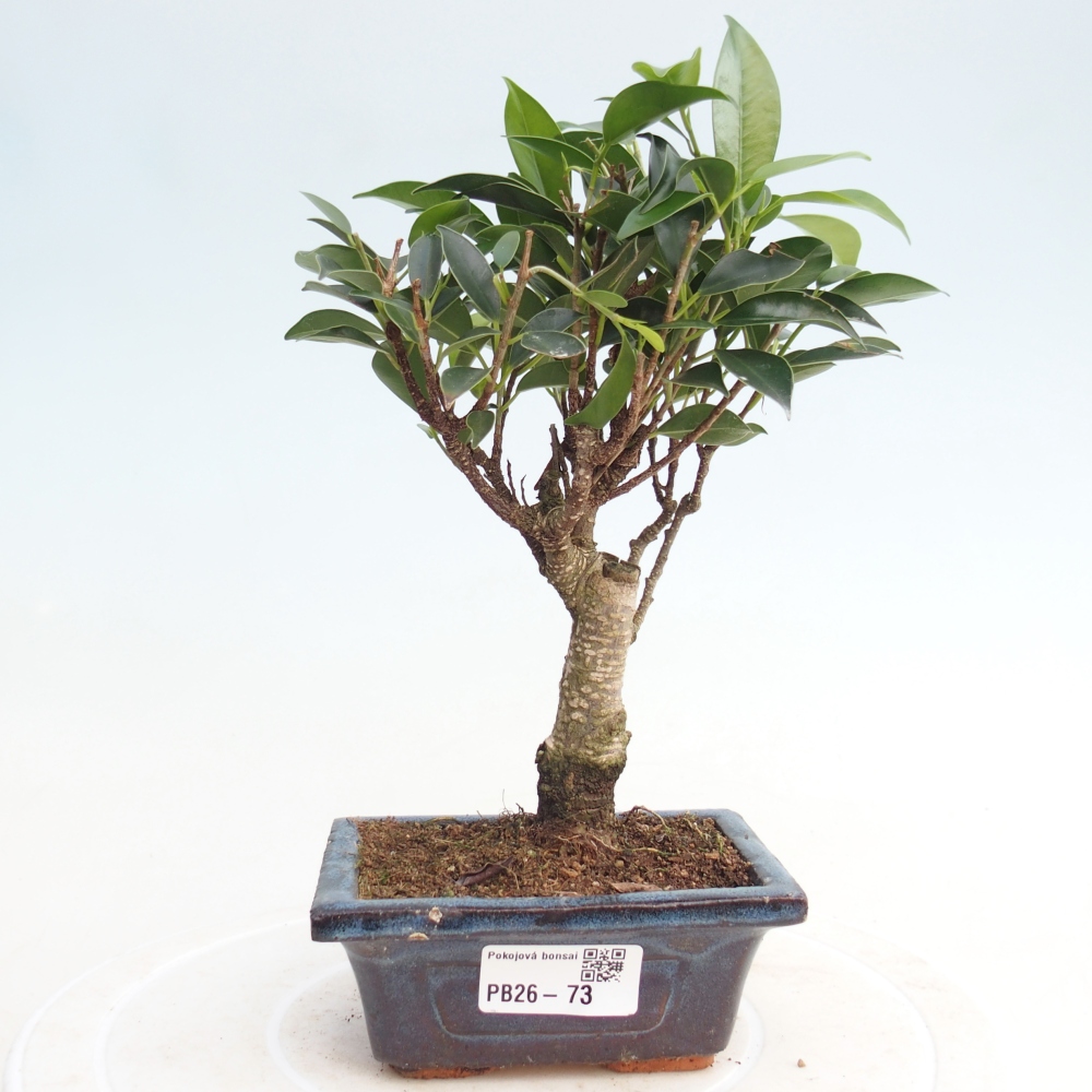 Pokojová bonsai Ficus retusa kimmen