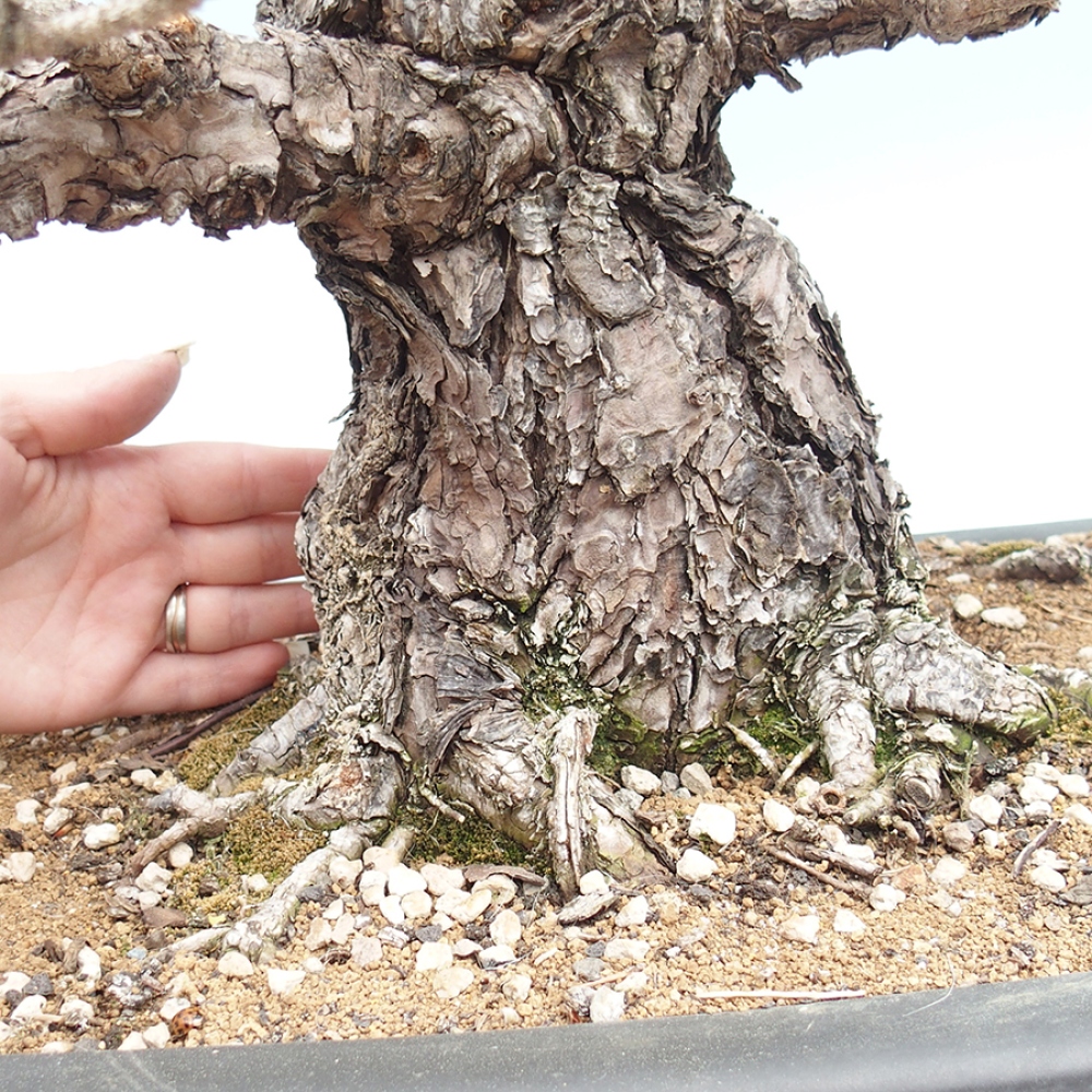Venkovní bonsai - Pinus thunbergii - Borovice thunbergova
