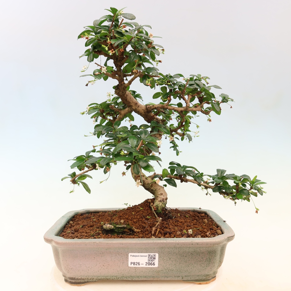 Pokojová bonsai - Carmona macrophylla - Čaj fuki