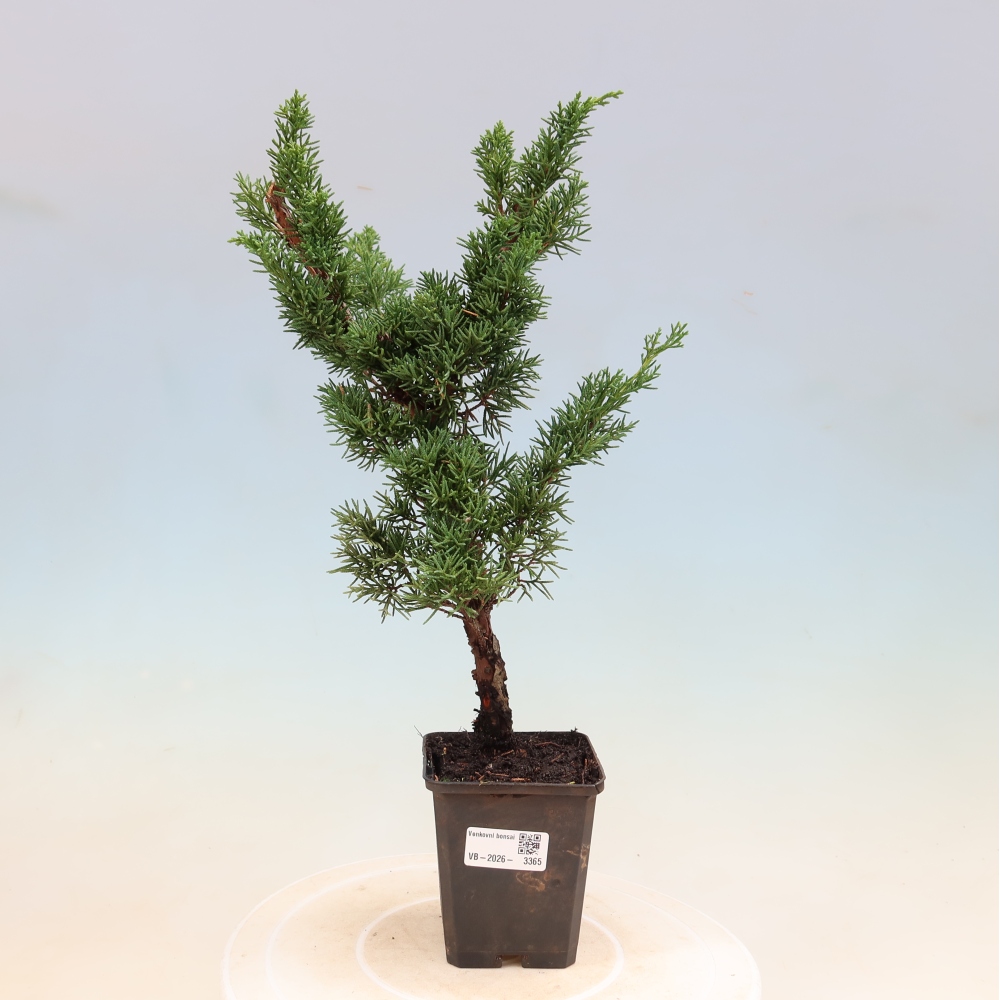 Venkovní bonsai - Juniperus chinensis Kishu -Jalovec čínský