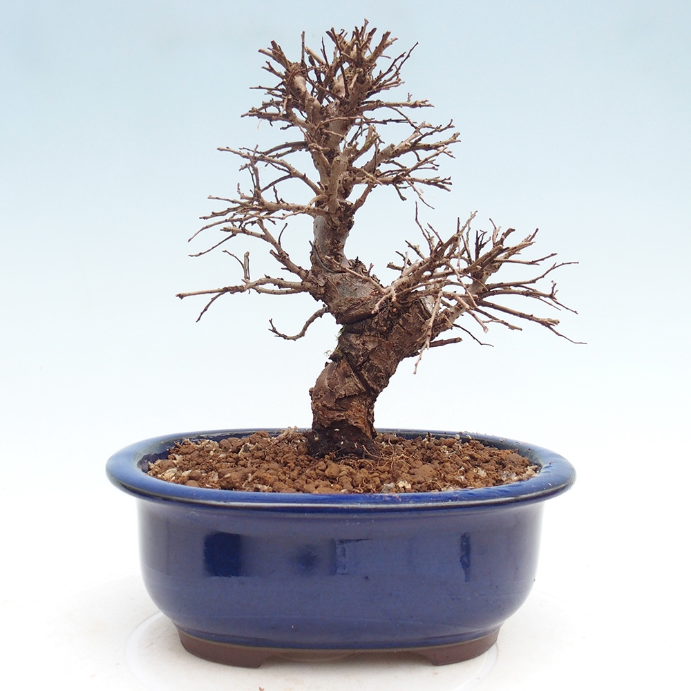 Venkovní bonsai - Zelkova - Zelkova NIRE