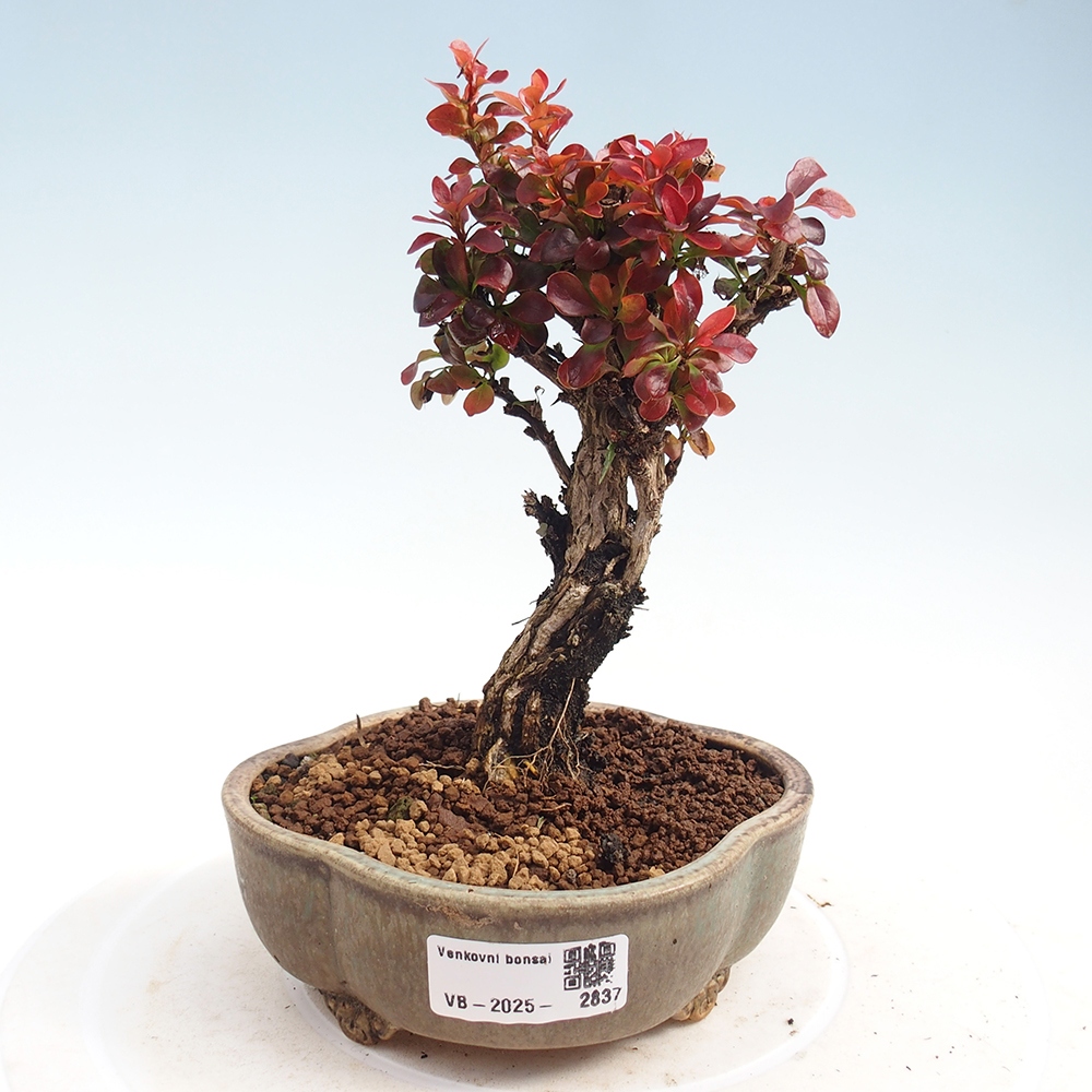 Venkovní bonsai - Berberis Thunbergii Bagatelle - Dřištál 