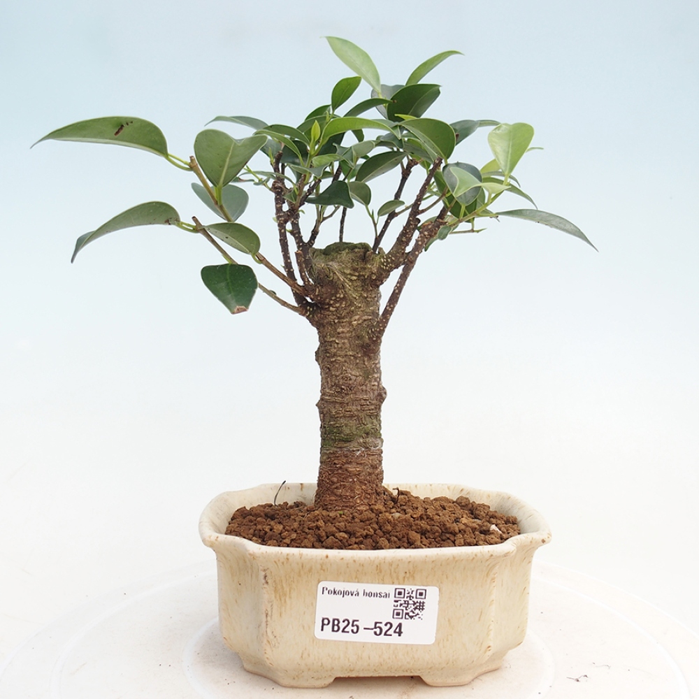 Pokojová bonsai Ficus retusa kimmen