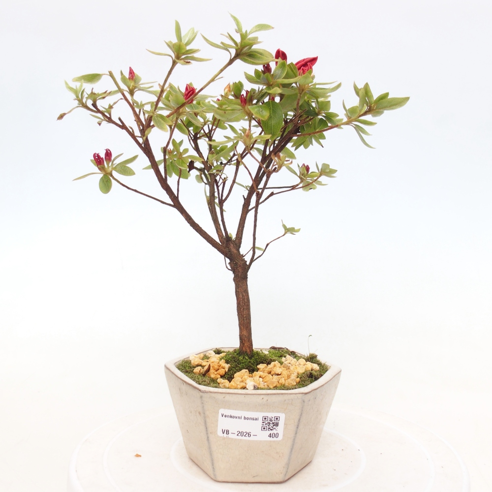 Venkovní bonsai - Japonská azalka - Azalea sp.