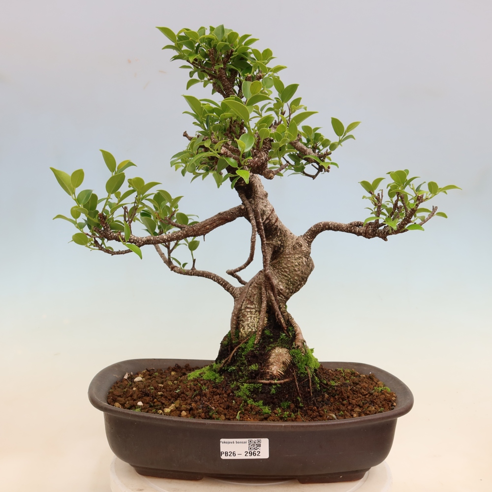 Pokojová bonsai - Ficus kimmen -  malolistý fíkus