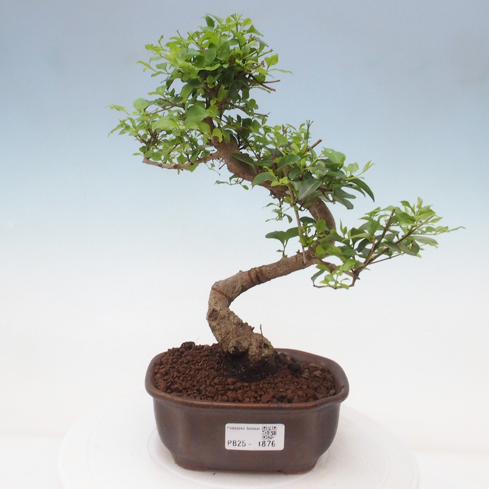 Pokojová bonsai -Ligustrum chinensis - Ptačí zob