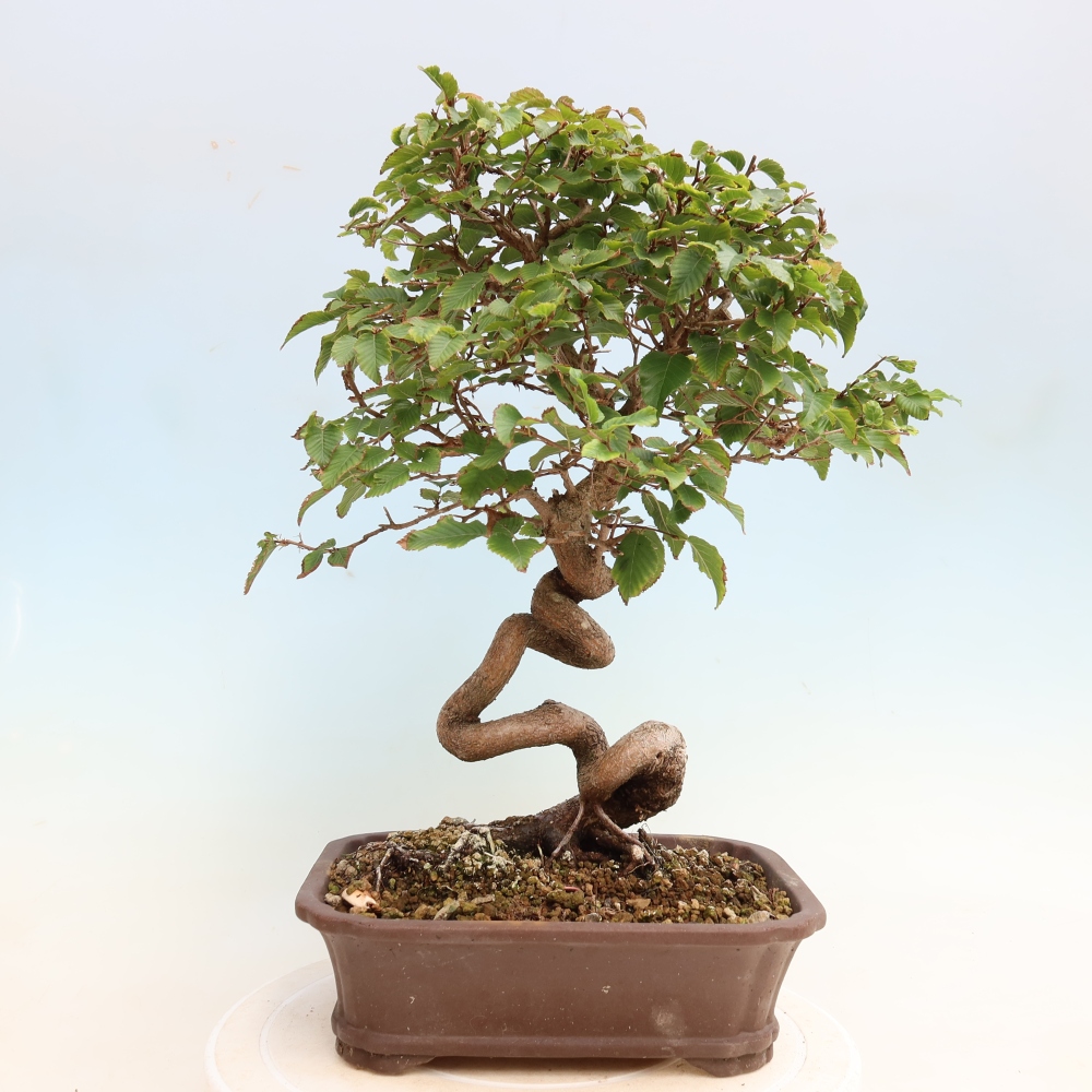 Venkovní bonsai -Carpinus CARPINOIDES - Habr korejský