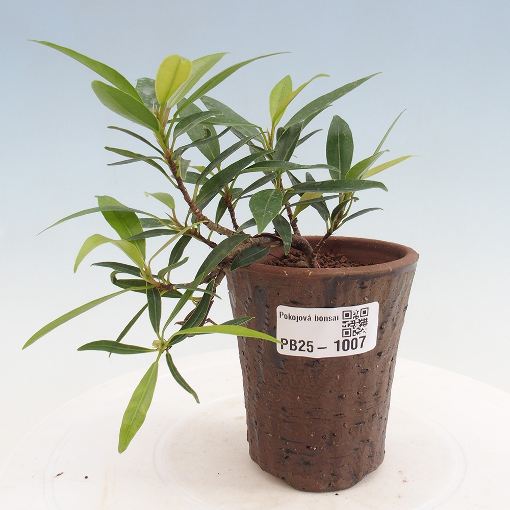 Pokojová bonsai - Ficus nerifolia -  malolistý fíkus