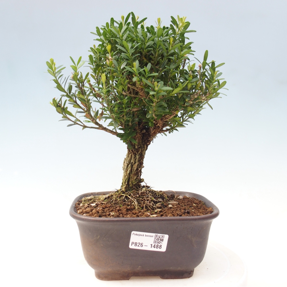 Pokojová bonsai - Buxus harlandii - korkový buxus