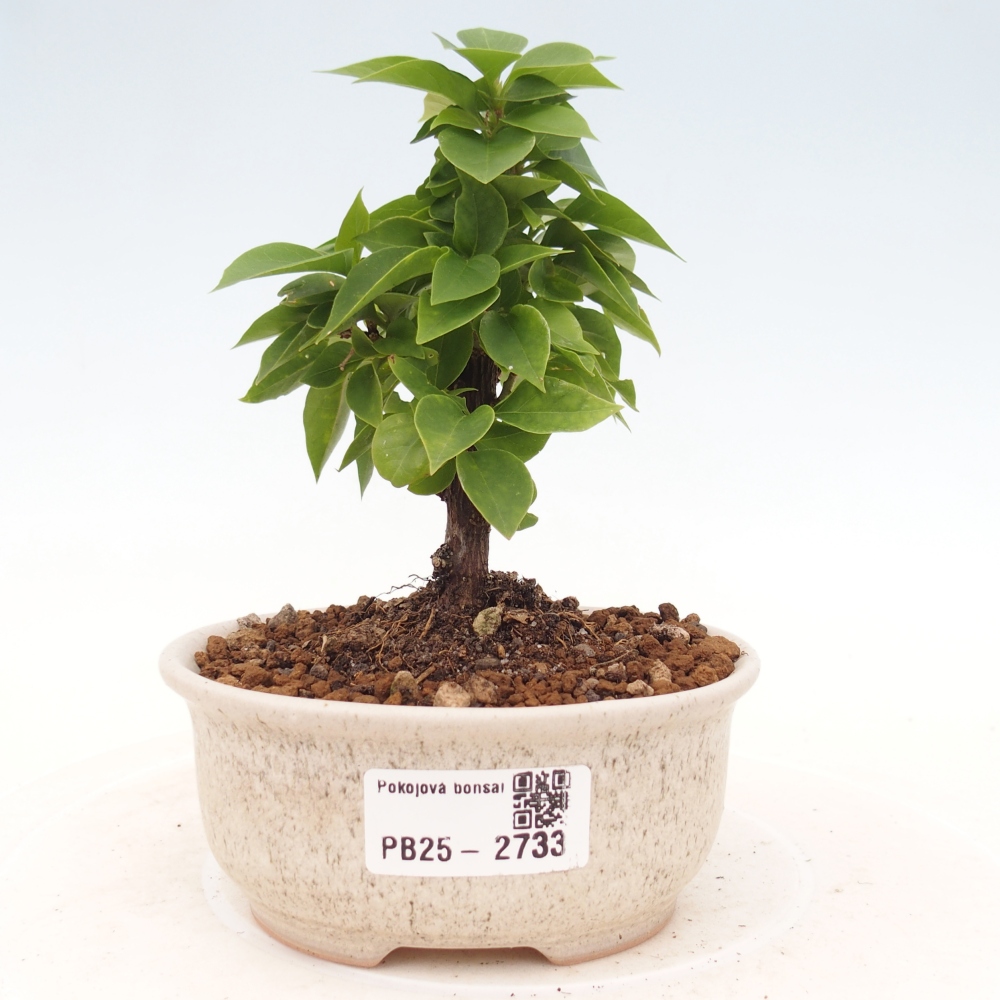 Pokojová bonsai - Bouganwilea