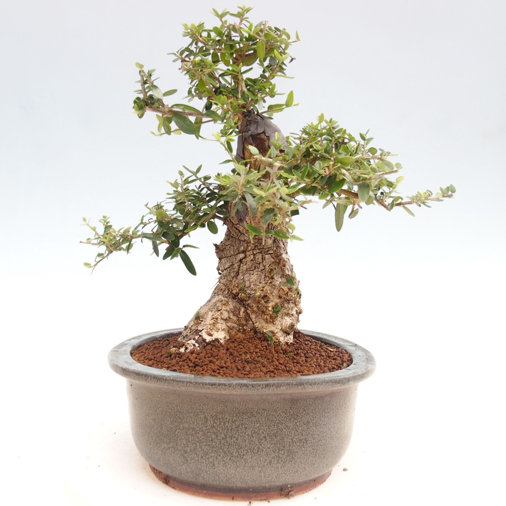 Pokojová bonsai - Olea europaea sylvestris -Oliva evropská drobnolistá