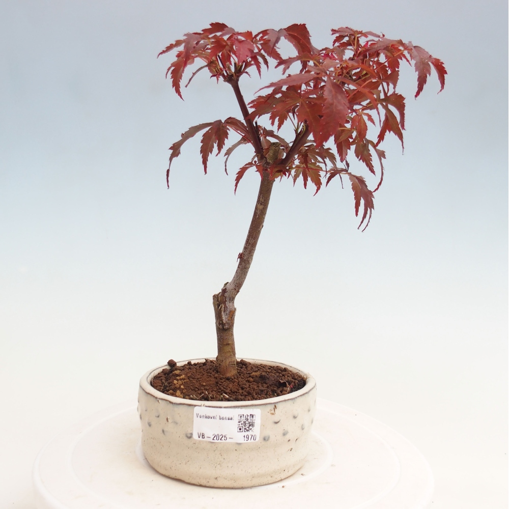 Venkovní bonsai - Acer palm. Atropurpureum-Javor dlanitolistý