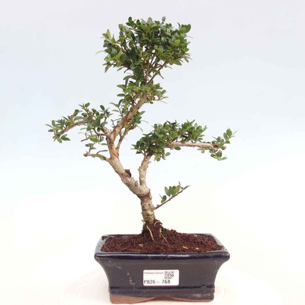 Pokojová bonsai - Ilex crenata - Cesmína