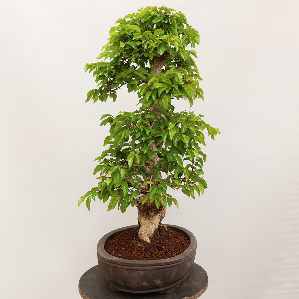 Venkovní bonsai -Carpinus Coreana - Habr korejský