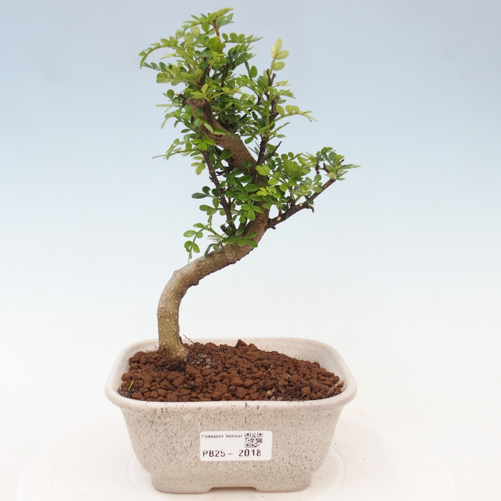 Pokojová bonsai - Zantoxylum piperitum - pepřovník