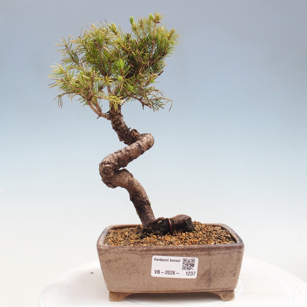 Venkovní bonsai- Smrk kulovitý - Picea glauca globe