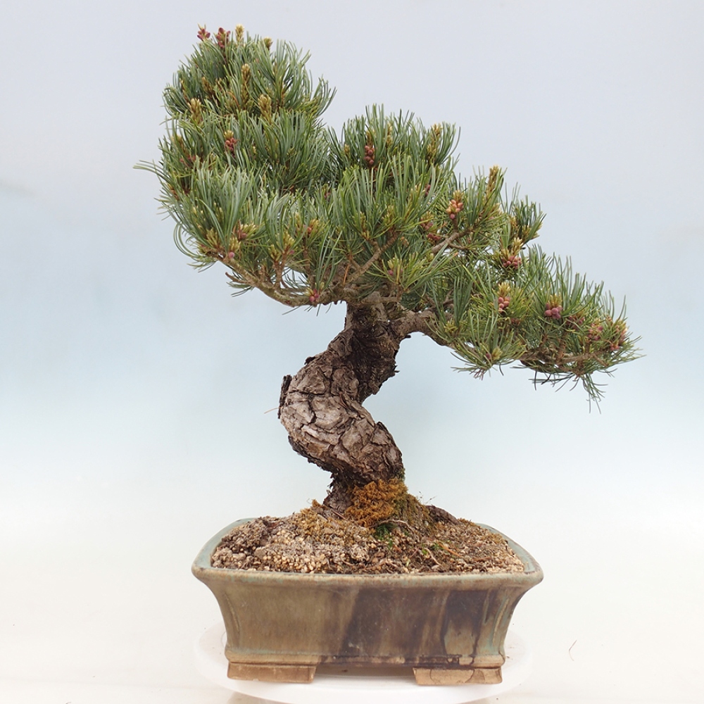 Venkovní bonsai - Pinus parviflora - Borovice drobnokvětá