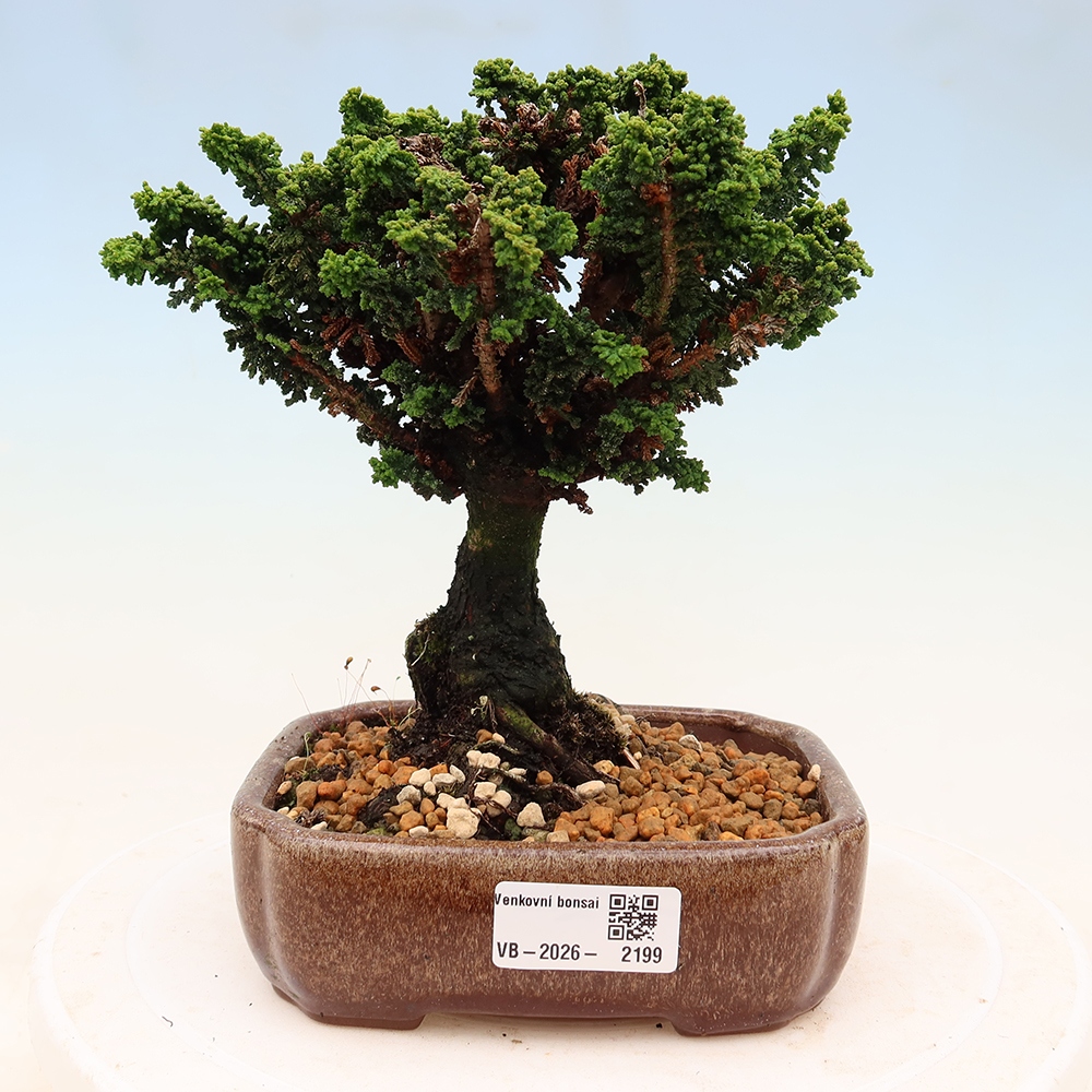 Venkovní bonsai - Cham. obtusa SEKKA HINOKI - Cypřišek
