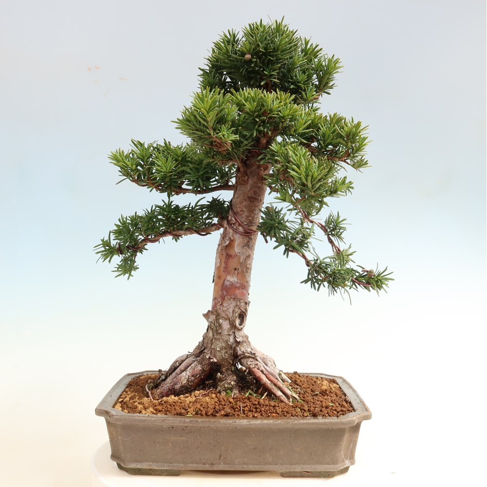 Venkovní bonsai - Taxus cuspidata  - Tis japonský