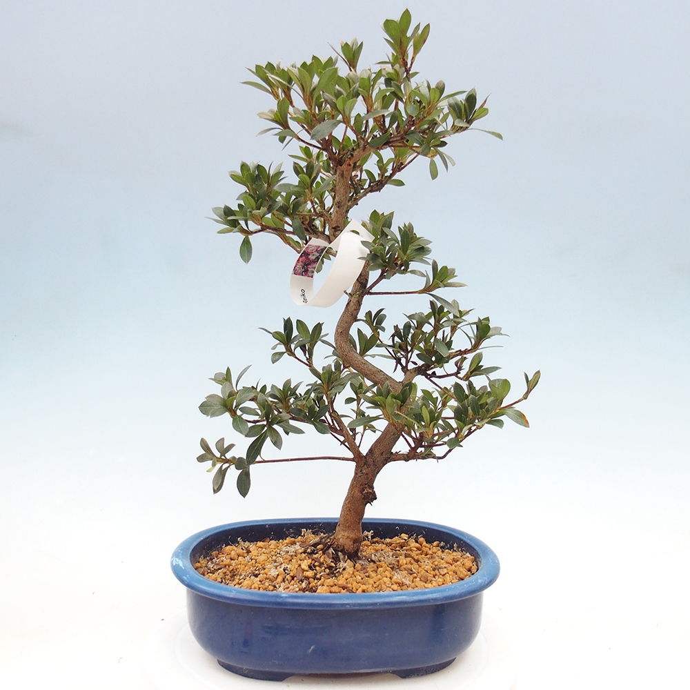 Venkovní bonsai - Japonská azalka - Azalea Reiko