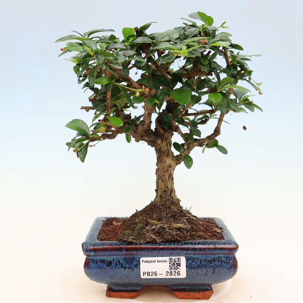 Pokojová bonsai - Carmona macrophylla - Čaj fuki