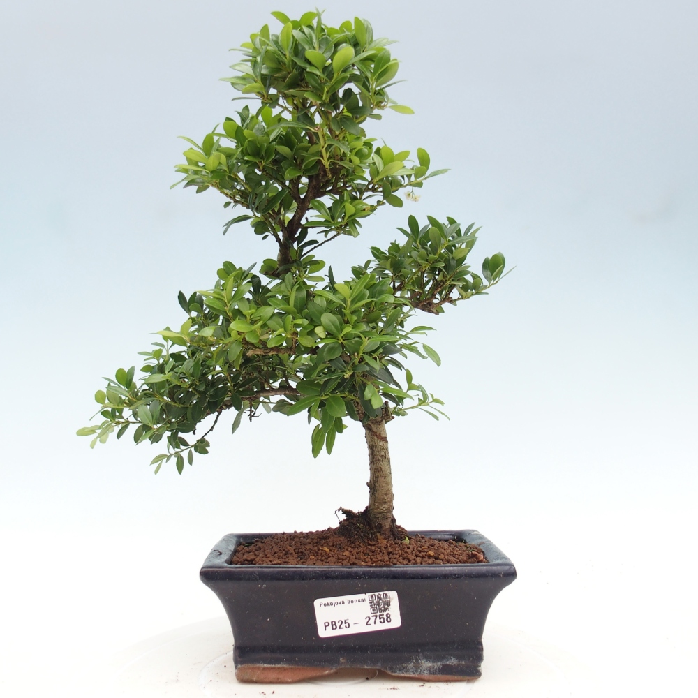 Pokojová bonsai - Ilex crenata - Cesmína