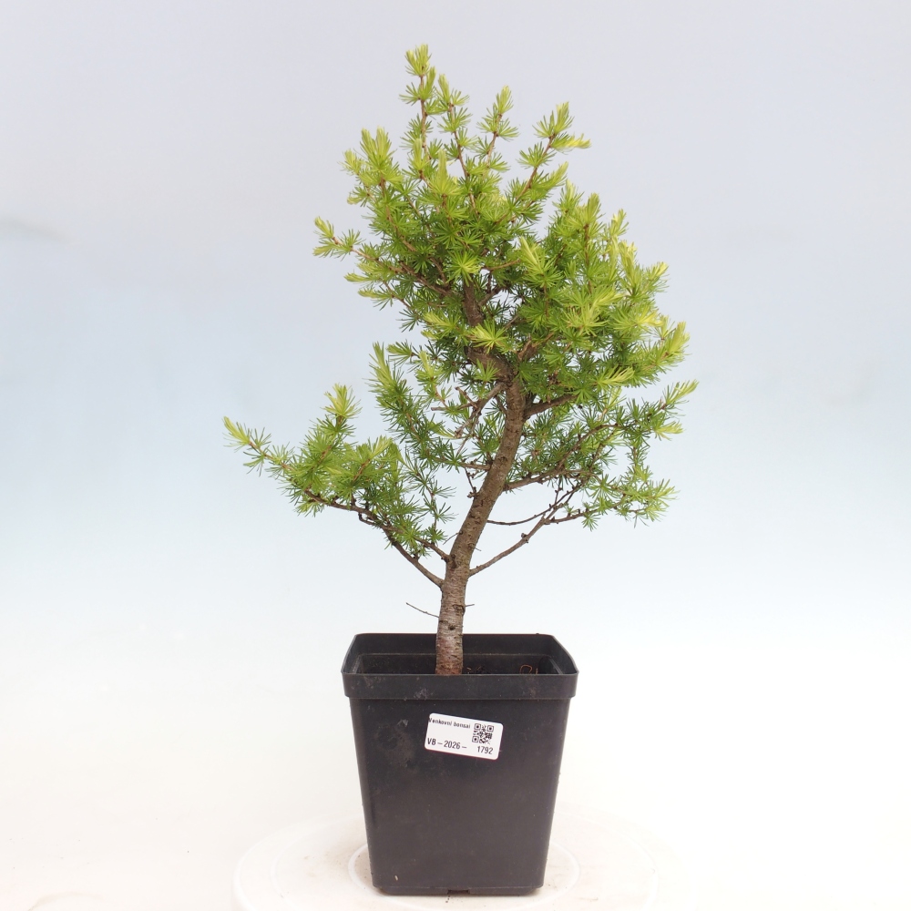 Venkovní bonsai -Larix decidua - Modřín opadavý 
