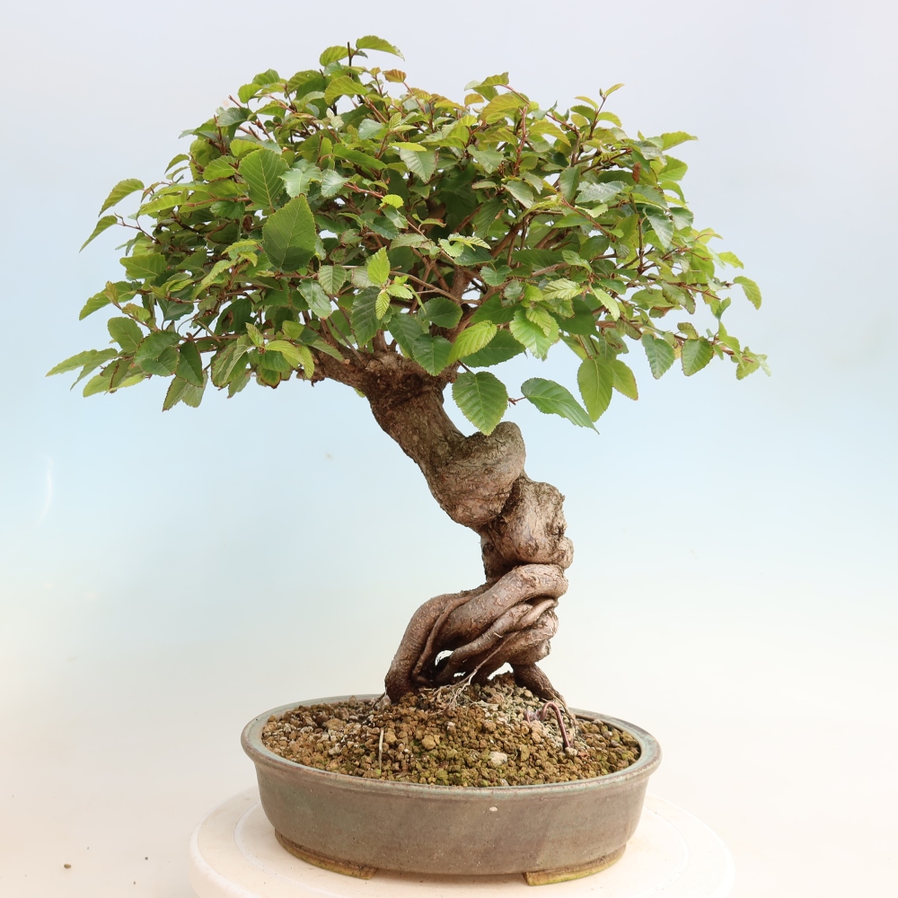 Venkovní bonsai -Carpinus CARPINOIDES - Habr korejský