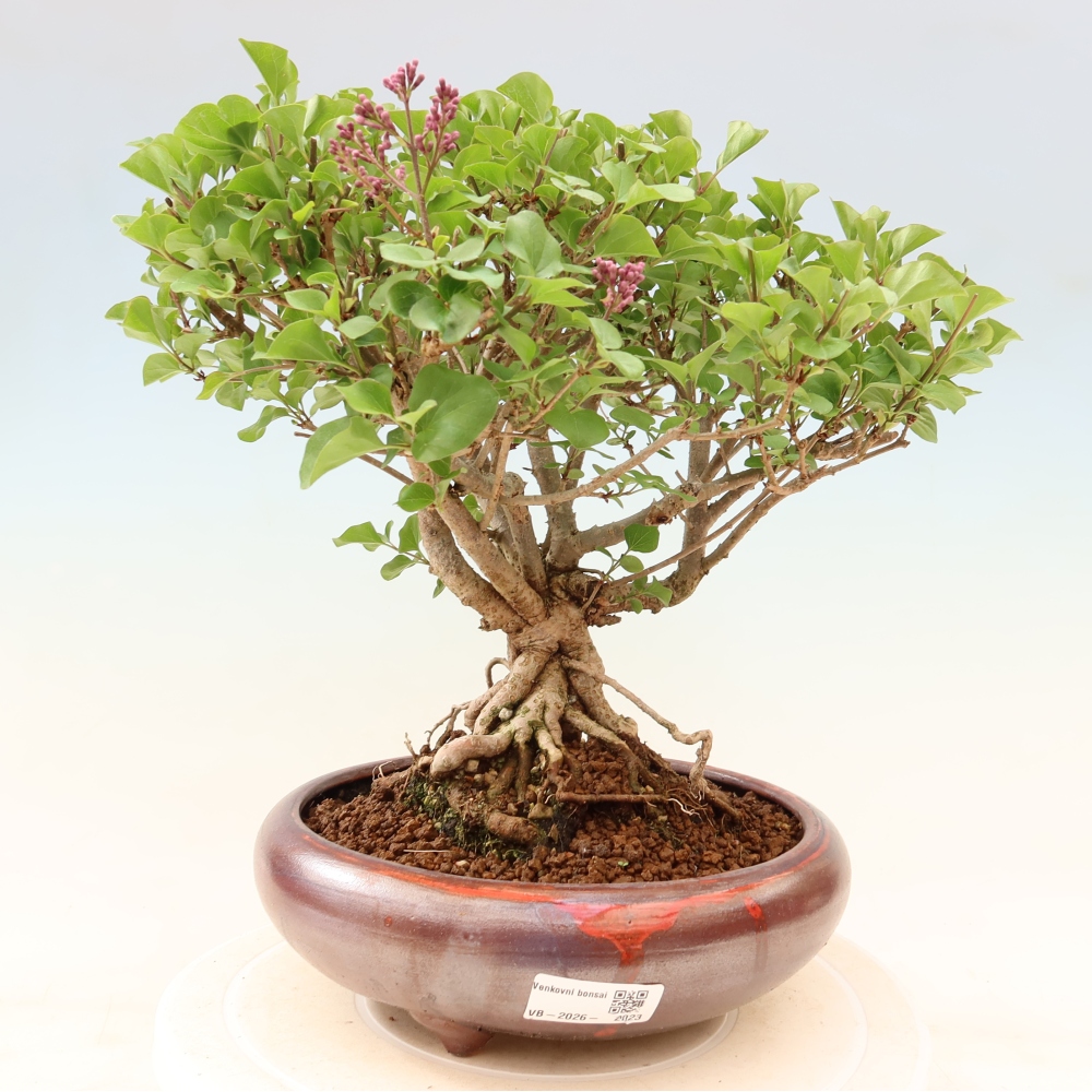 Venkovní  bonsai -  Syringa microphylla - malokvětý šeřík