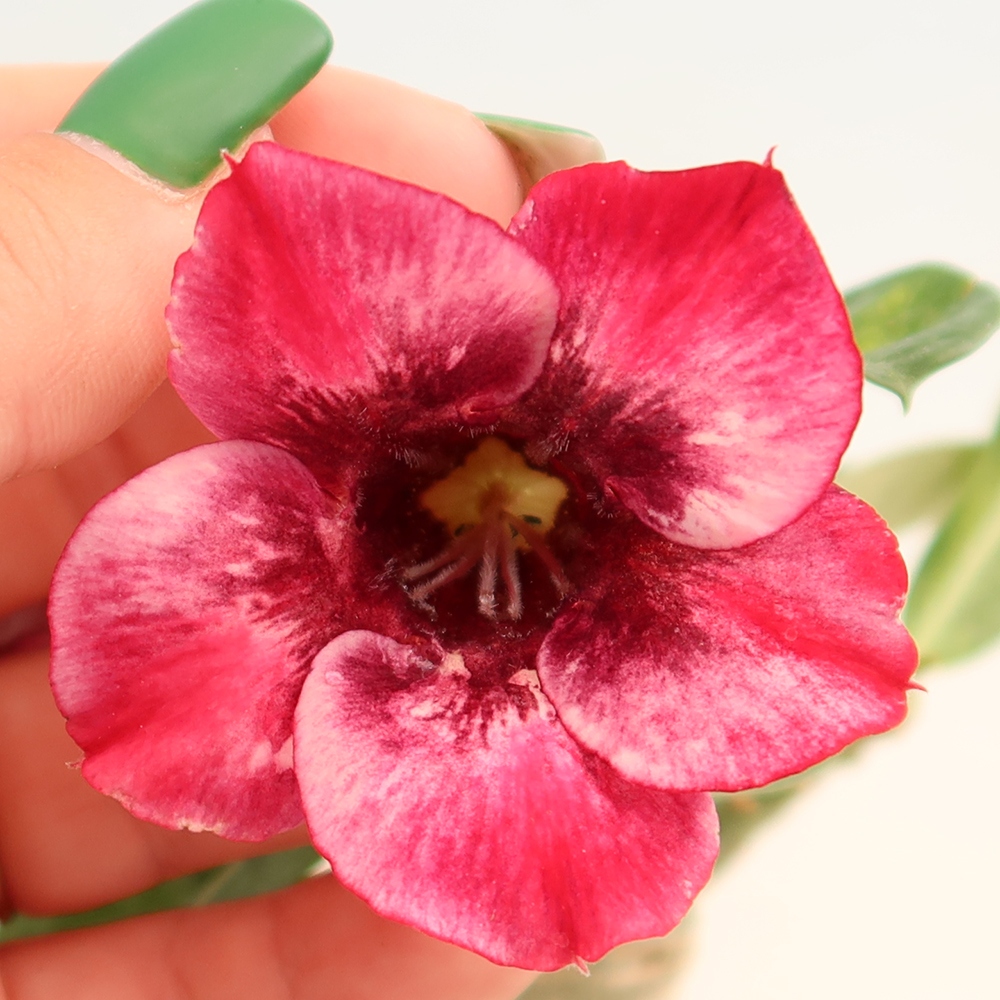 Pokojová bonsai - Adenium obesum roubovaná Mumbai Pink Diamond  - Pouštní růže